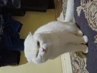 SCOTTİSH FOLD 2 YAŞINDA KEDİMİZ