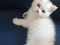 Orjinal safkan british shorthair yavrular