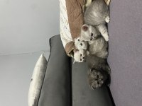 SCOTTİSH FOLD YAVRU KEDİLERİMİZ