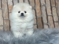 POMERANİAN BOO DÜNYASI