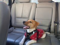 Orjinal saf kan jack russell