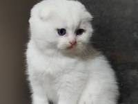 Şecereli babanın scottish fold bebeği