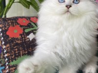 2 aylık biblo gibi yavru scottish fold