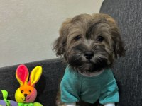Ayı surat maltipoo yavrularımız