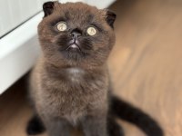 Scottish fold kedisi