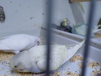 Yeni yeme düşmüş muhabbet kuşu yavrular