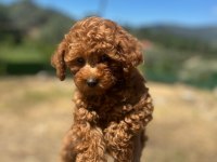 Toy poodle yavrularımız
