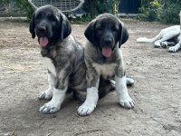 Dev yavru köpekler