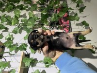 Sıfır numara pinscher