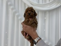 Toy poodle yavrular