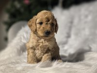Orjinal teacup Maltipoo yavrular