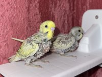 Yavru muhabbet kuşu