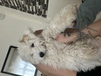 6.5 aylık erkek terrier