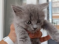 Ev Ortamında Büyümüş British Shorthair Kedilerim