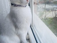ANKARA KEDİSİ