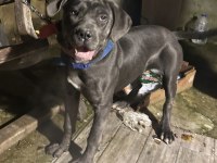 6 aylık anne baba şecereli dişi cane corso
