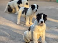 DİKKAT ÇEKEN DEV ALABAY YAVRULARI
