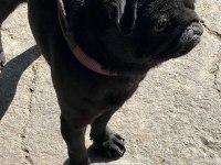 Siyah erkek pug yogi