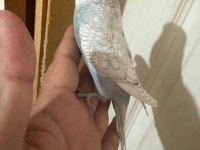 29 GÜNLÜK KUSURSUZ MUHABBET KUŞU BEBEK