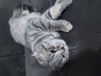 7 aylık erkek british longhair