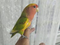 Acil satılık sevda papağanımız