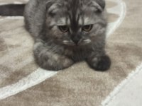 Dünya tatlısı scottish fold kızımız yeni yuvasını arıyor