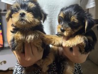 Kaliteli yorkshire terrier yavrularımız