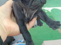Pug mops yavrular