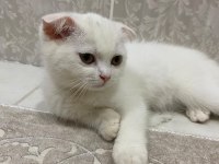 MERSİN SCOTTİSH FOLD BEYAZ/GRİ YAVRULAR