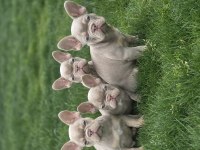 Renkli Gözlü Ev Ortamında Bakılan French Bulldog Yavrularım