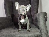 French bulldog yavru köpeklerimiz
