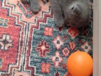 British shorthair 1.5 aylık kediler sahiplendirilecektir