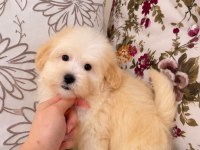 MALTİPOO PUF PUF ERKEK