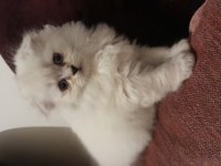 Coco dişi british longhair