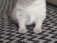 Scottish fold erkek yavru