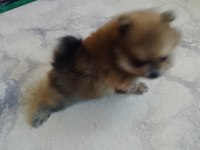 Adana Sarıçam 0 numara dişi pomeranian boo ayı surat