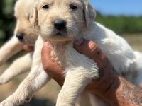 Golden retriever köpeği minnoşlar