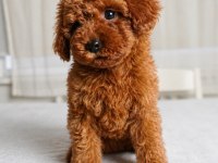 Sağlık Garantili Dişi Red Brown Toy Poodle