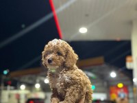 Premium Güzellik Toy Poodle