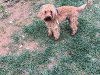 1 yaşında erkek Toy Poodle