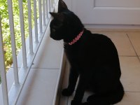 Cins kediden farksiz tekir kedi
