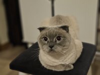 Kedimiz kaju