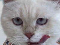 British Shorthair 4,5 aylık