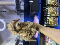 kore poodle ve poodle yavrularımız yeni yuvasını be