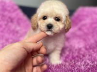 Terrier Melezi değil Orjinal Maltipoo Yavru