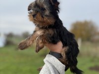 Mini Boy Yorkshire Bebekler Sun Kennels