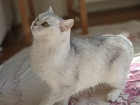 Şecere belgeli çipli tam aşılı scottish straight