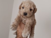 Poodle yavru köpeğimiz