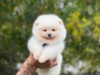 Pomeranian bebeklerimiz