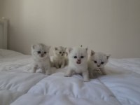 British Shorthair Yavrular
